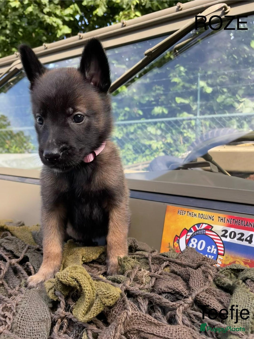 Mechelse Herder honden te koop: Mechelse herder puppy's  - Afbeelding 5