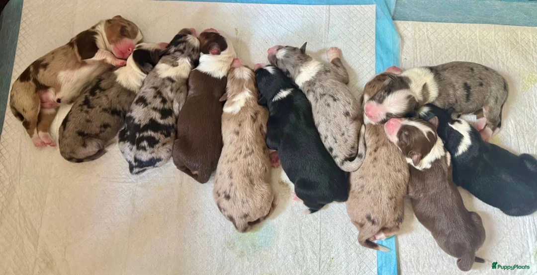 Australian Shepherd honden te koop: Nog 4 Australische Herder pups beschikbaar! - Advertentie 26