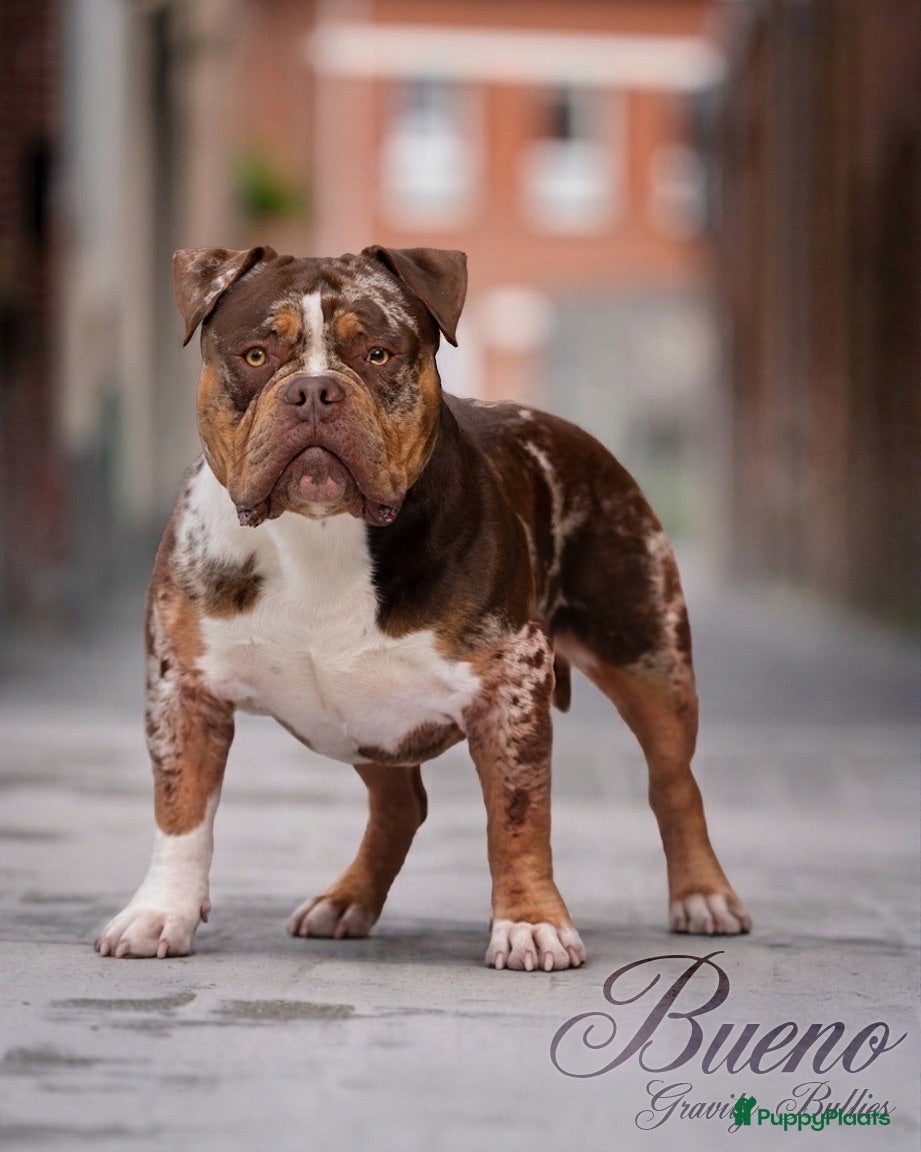 Amerikaanse Bully honden American Bully pocket dekreu  - Advertentie 16