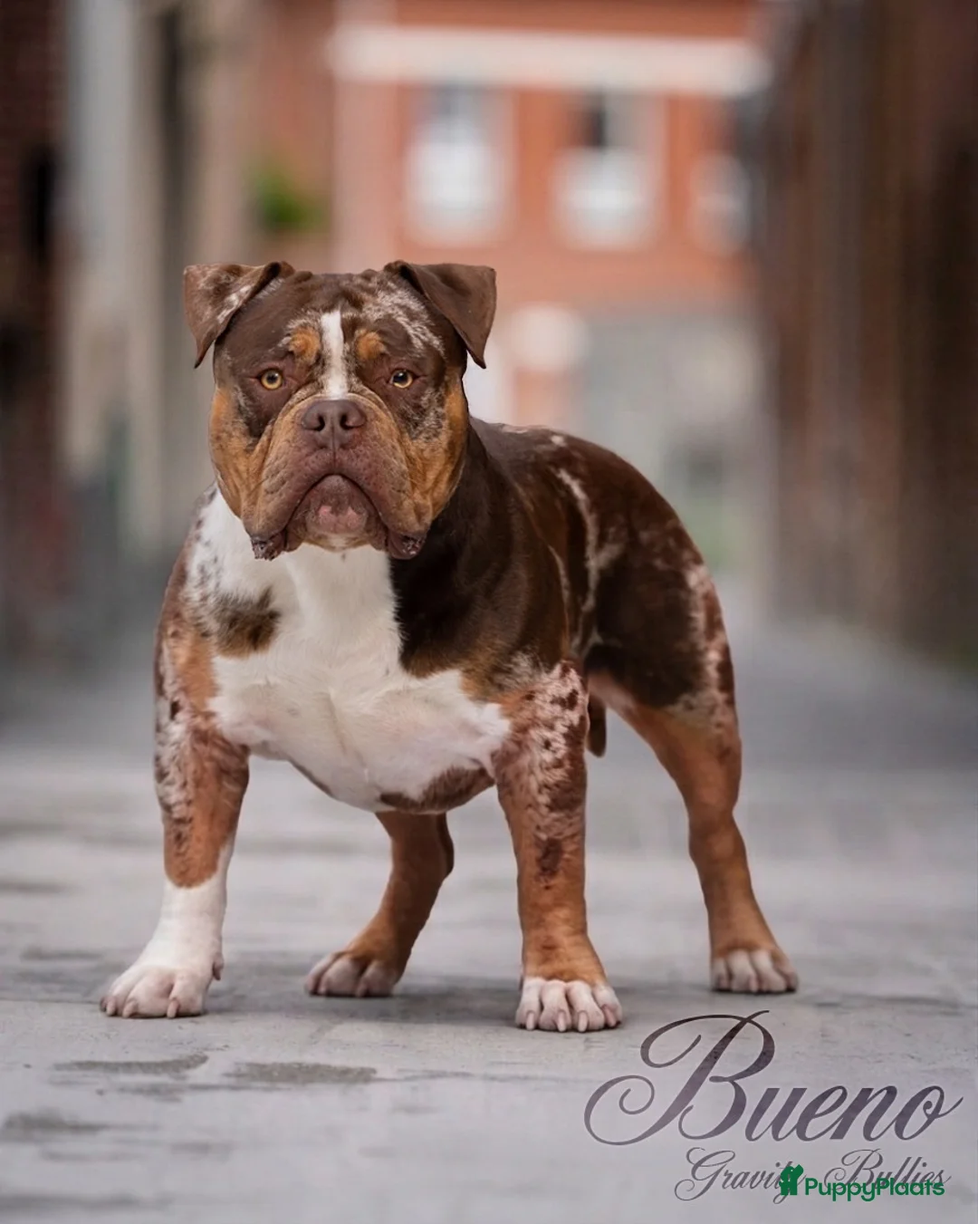 Amerikaanse Bully honden ter dekking: American Bully pocket dekreu  - Advertentie 1
