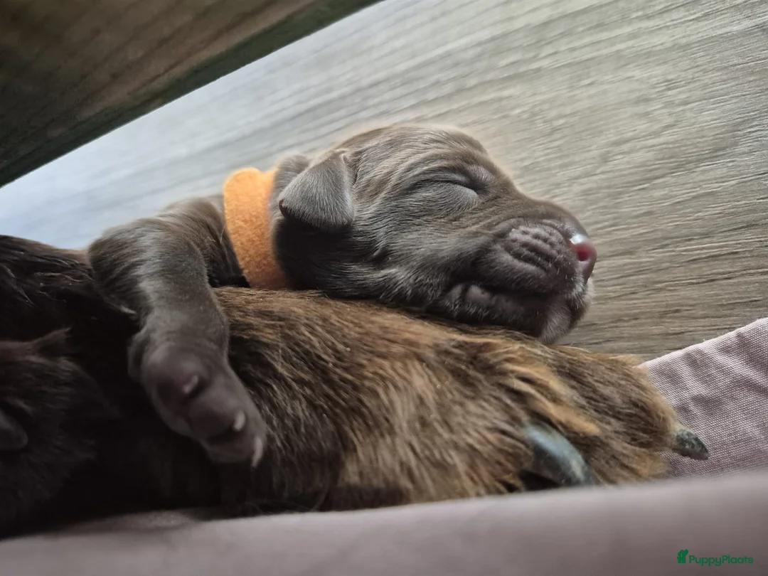 Duitse Staande Hond Langhaar honden te koop: Duitse staande langhaar pups - Advertentie 4