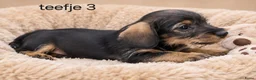 Ruwhaar Teckel honden te koop: Super mooie kaninchen ruw haar teckel pups - Advertentie 7