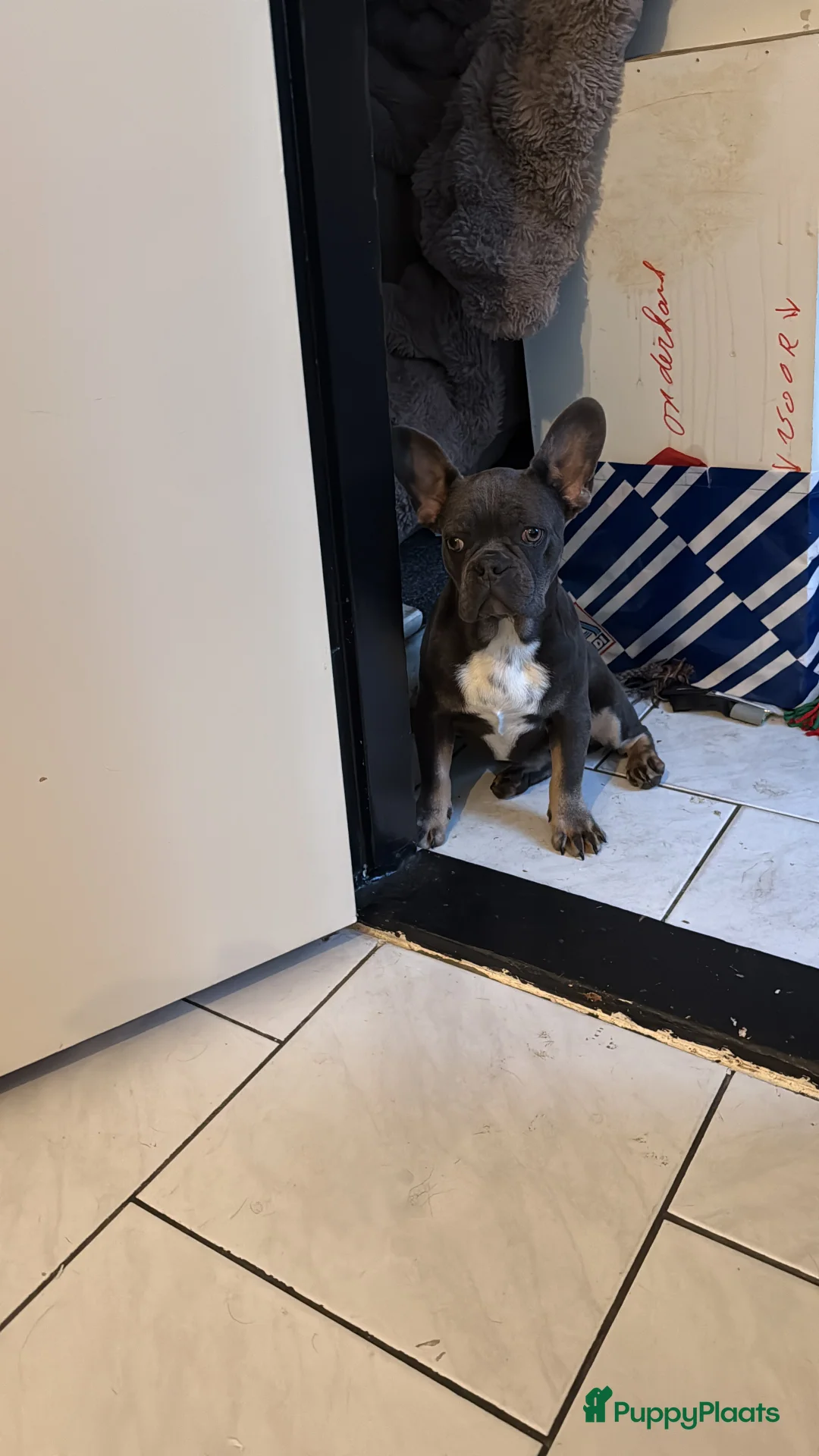 Franse Bulldog honden te koop: Franse Bulldog reu blu tan  - Advertentie 5