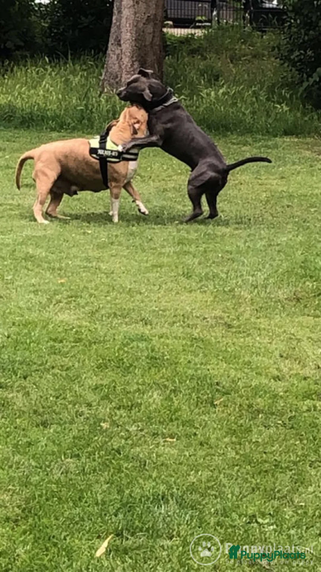 American Staffordshire Terriër honden ter dekking: Dekreu Amstaff (40KG) in Breda - Advertentie 7