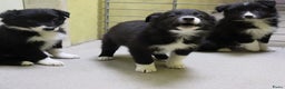 Border Collie honden te koop: Super Schattige border collie pups te koop - Advertentie 15