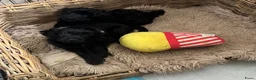 Maltipoo honden te koop: Vrolijke knappe maltipoo x toypoedel  - Advertentie 4