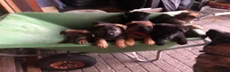 Kruising honden te koop: Duitse herder puppy’s  - Advertentie 2