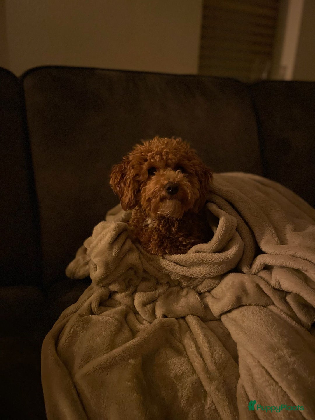 Poedel Toy honden te koop: Toypoedels verwacht - Advertentie 10