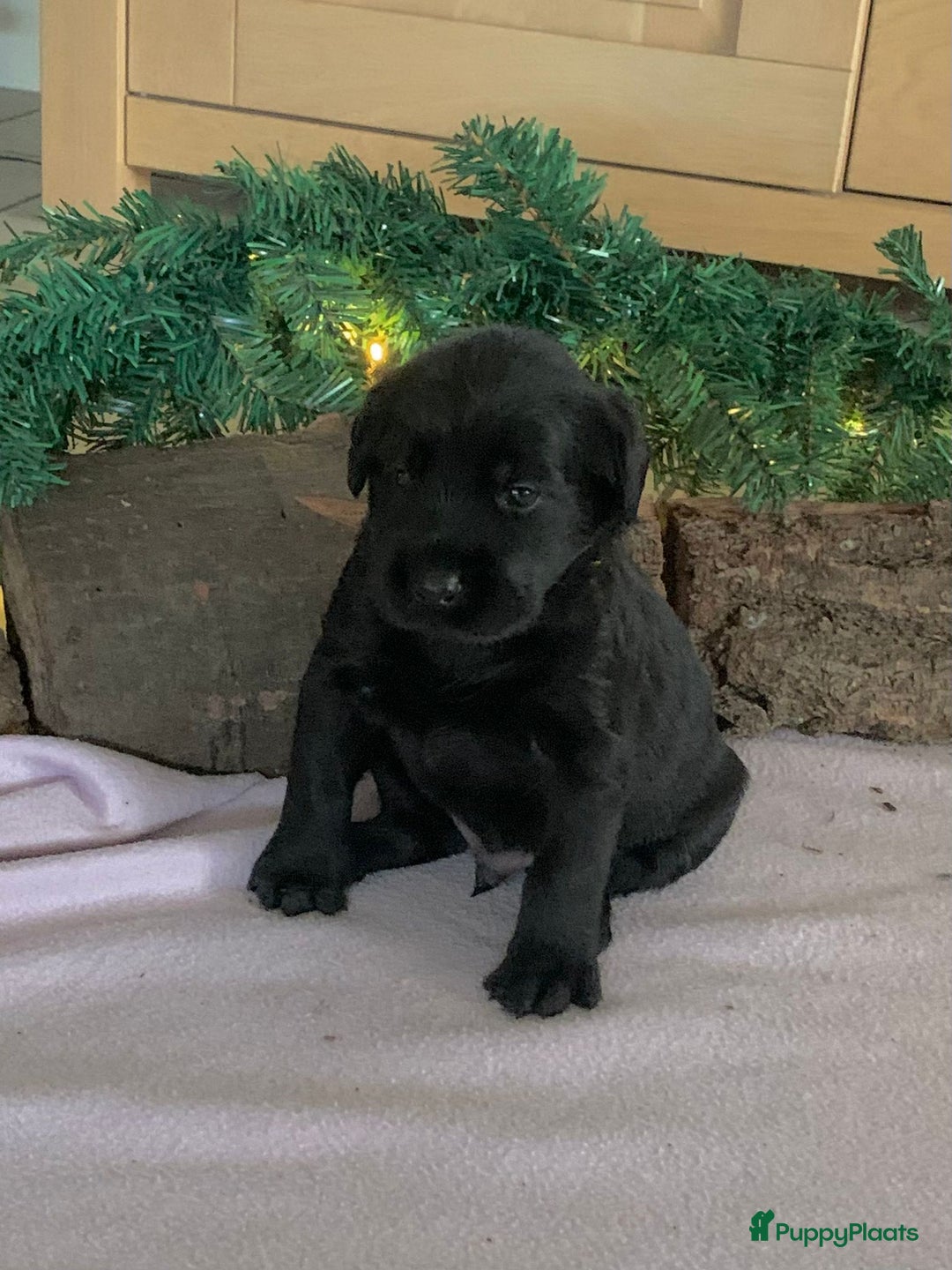 Kruising honden te koop: Puppy’s te koop – Labrador x Riesenschnauzer mix - Advertentie 17