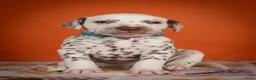 Dalmatiër honden te koop: Dalmatier pups - Advertentie 14