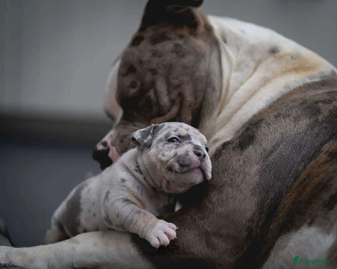 Amerikaanse Bully honden te koop: American Bully XL dekreu  - Advertentie 7