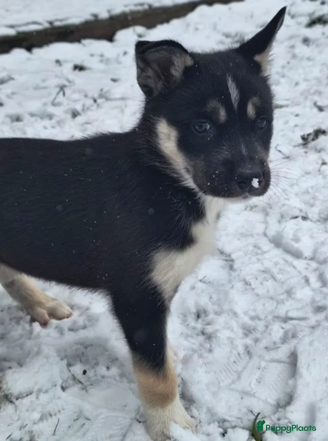 Siberische Husky honden te koop: Prachtige Husky pups - Advertentie 3