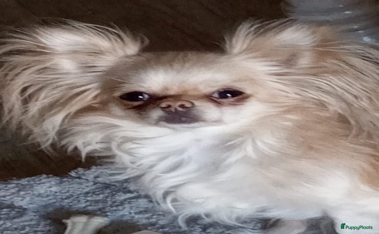 Chihuahua honden - Advertentie 3