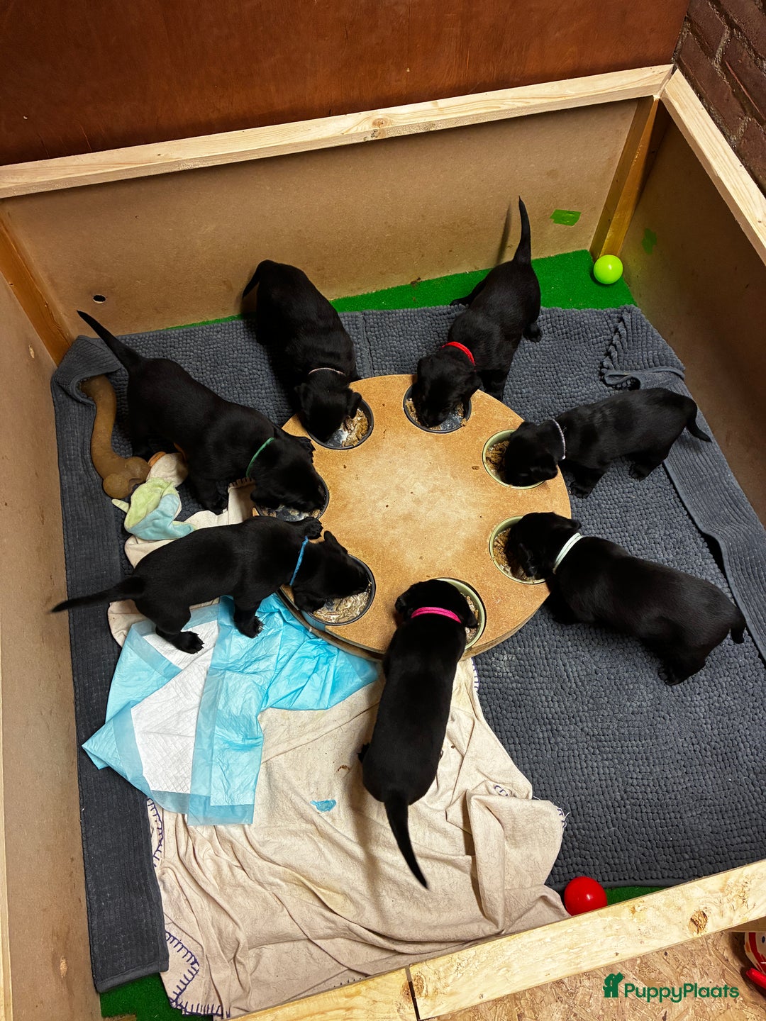 Labrador Retriever honden te koop: Fieldtrial werklijn labrador pups - Advertentie 8