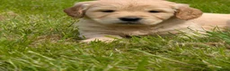 Kruising honden te koop:  Goldencocker pups goldenretriever x engelsecocker - Advertentie 8