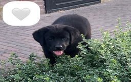 Kruising honden te koop: Onze lieve Boulab puppy’s zijn te koop in Buren - Afbeelding 7