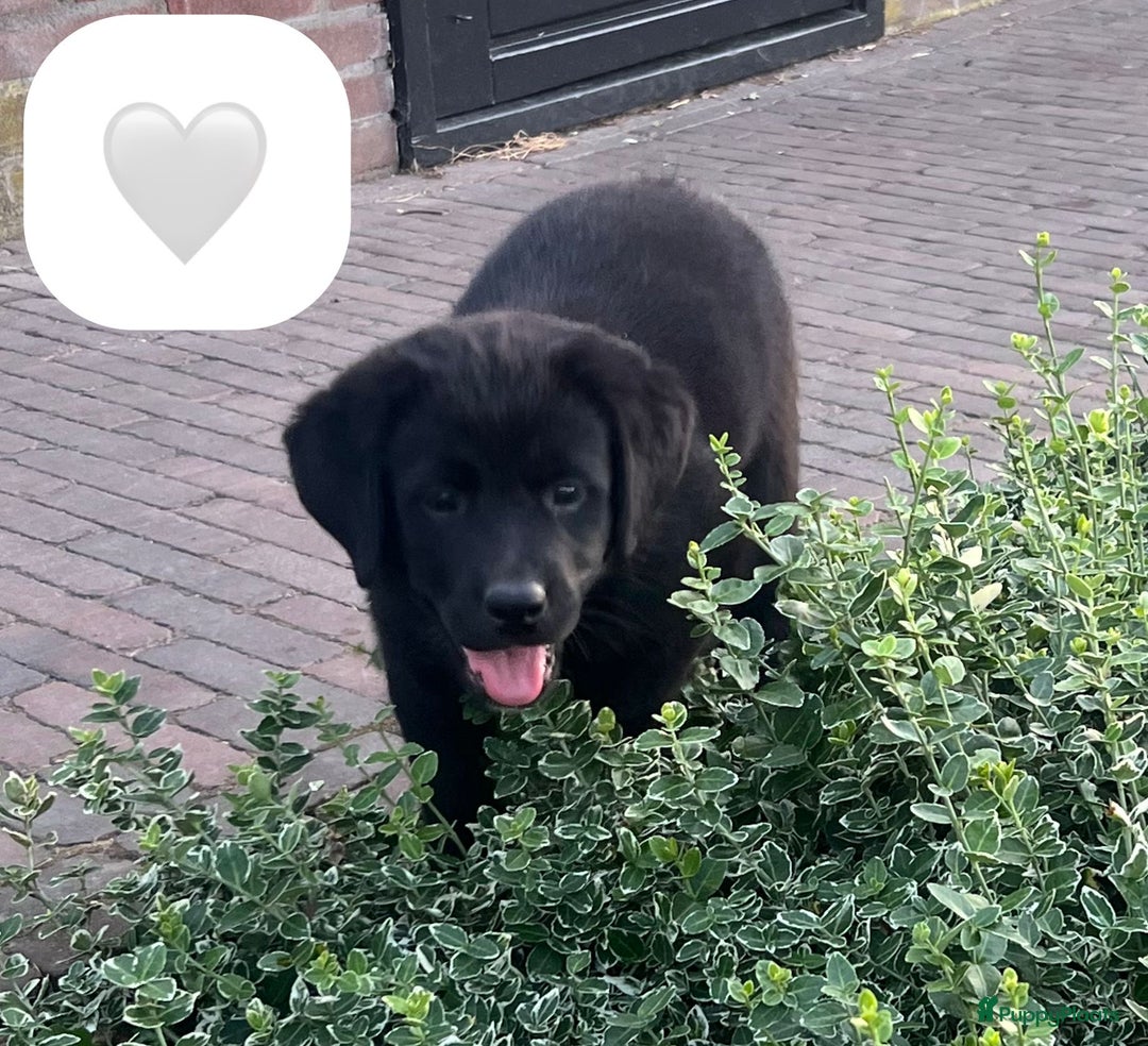 Kruising honden te koop: Onze lieve Boulab puppy’s zijn te koop in Buren - Afbeelding 7