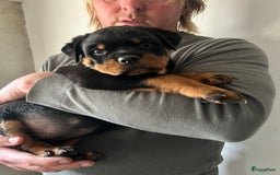 Rottweiler honden te koop: Prachtige super knappe puppy’s  in Haps - Afbeelding 14