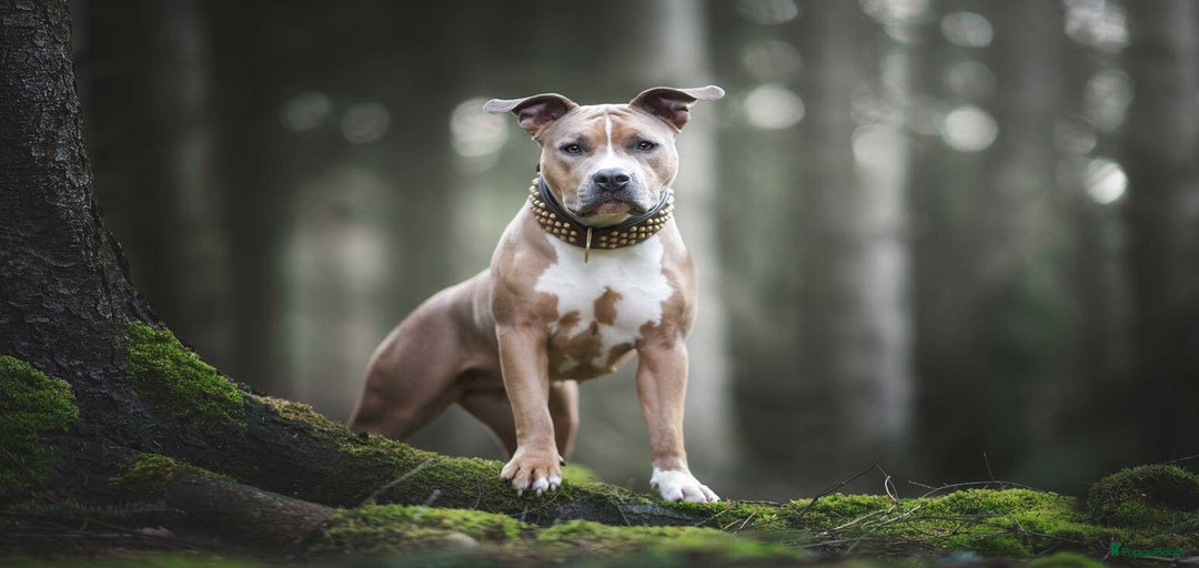 Galerij afbeelding {{count}}