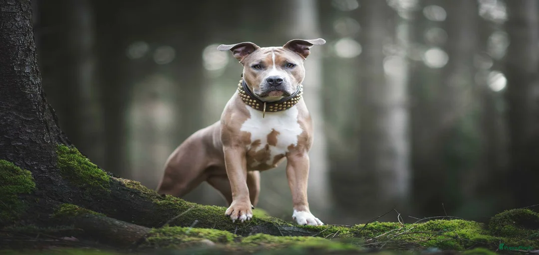 Galerij afbeelding {{count}}