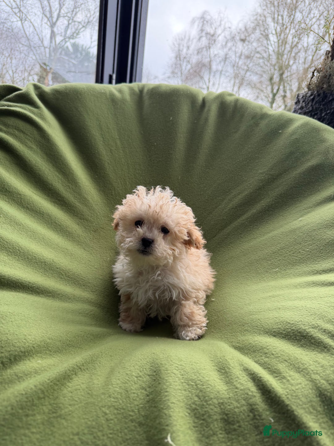 Maltipoo honden te koop: Maltipoo (Maltezer x Toy poedel) pups - Advertentie 13