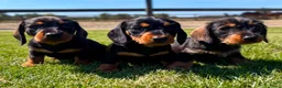 Ruwhaar Teckel honden te koop: Kaninchen Dwergteckel Ruwhaar met stamboom - Advertentie 6