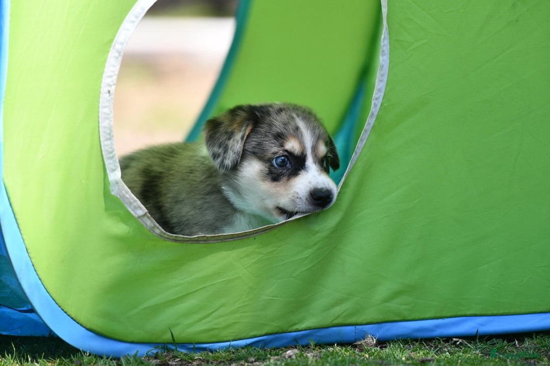 Australian Shepherd honden te koop: Australian Shepherd x Kelpie Pups in Maashees - Afbeelding 22