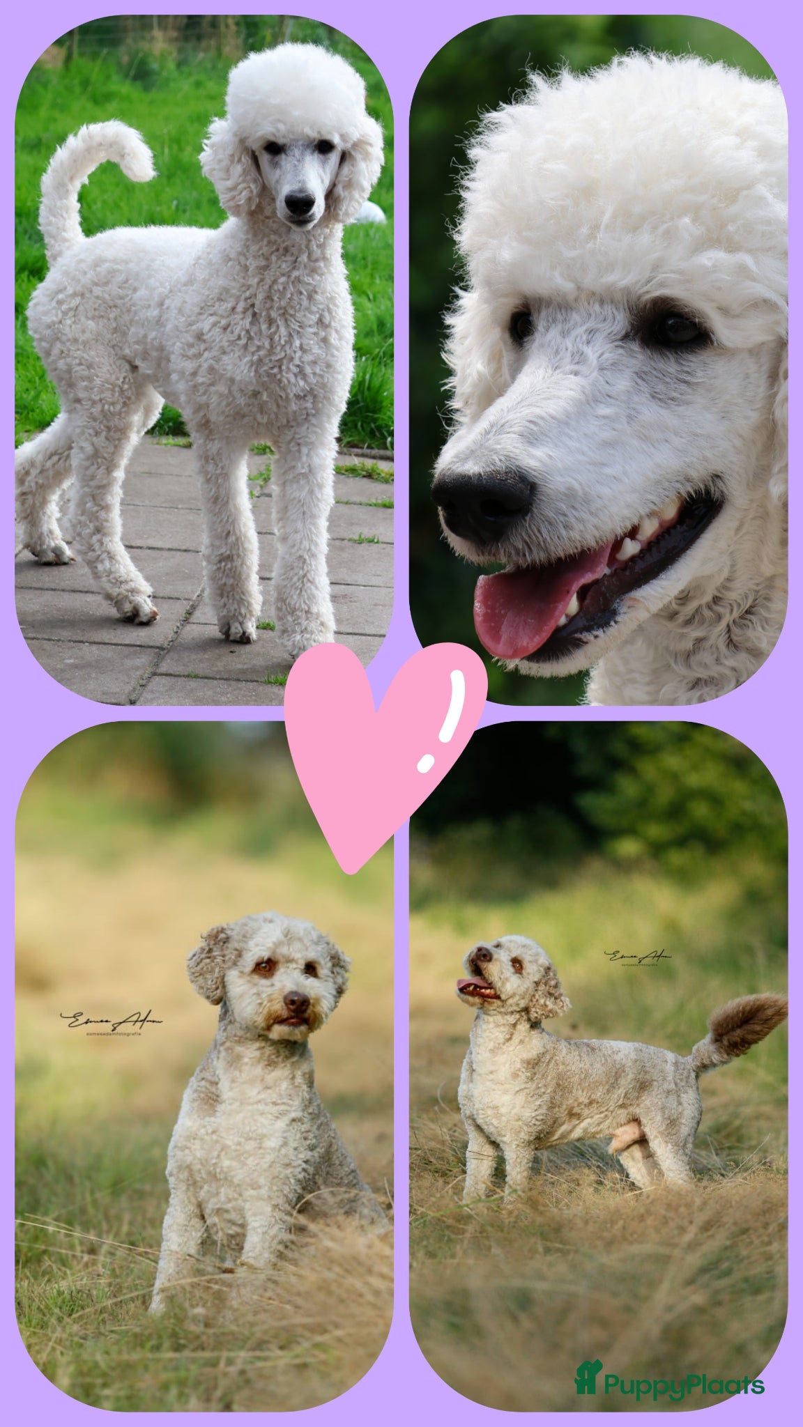 Labradoodle honden Prachtige Medium Labradoodle pups geboren  - Advertentie 2