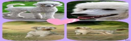 Labradoodle honden te koop: Prachtige Medium Labradoodle pups geboren  - Advertentie 2