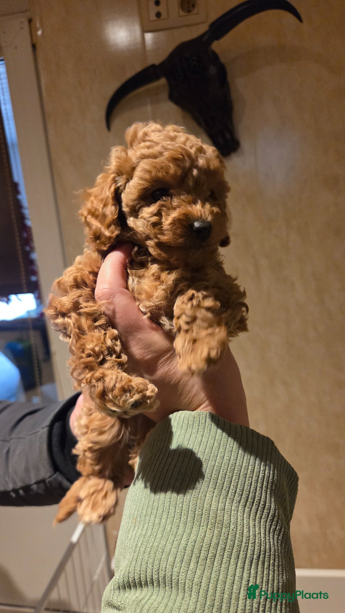 Poedel Toy honden Toypoedel pups - Advertentie 2