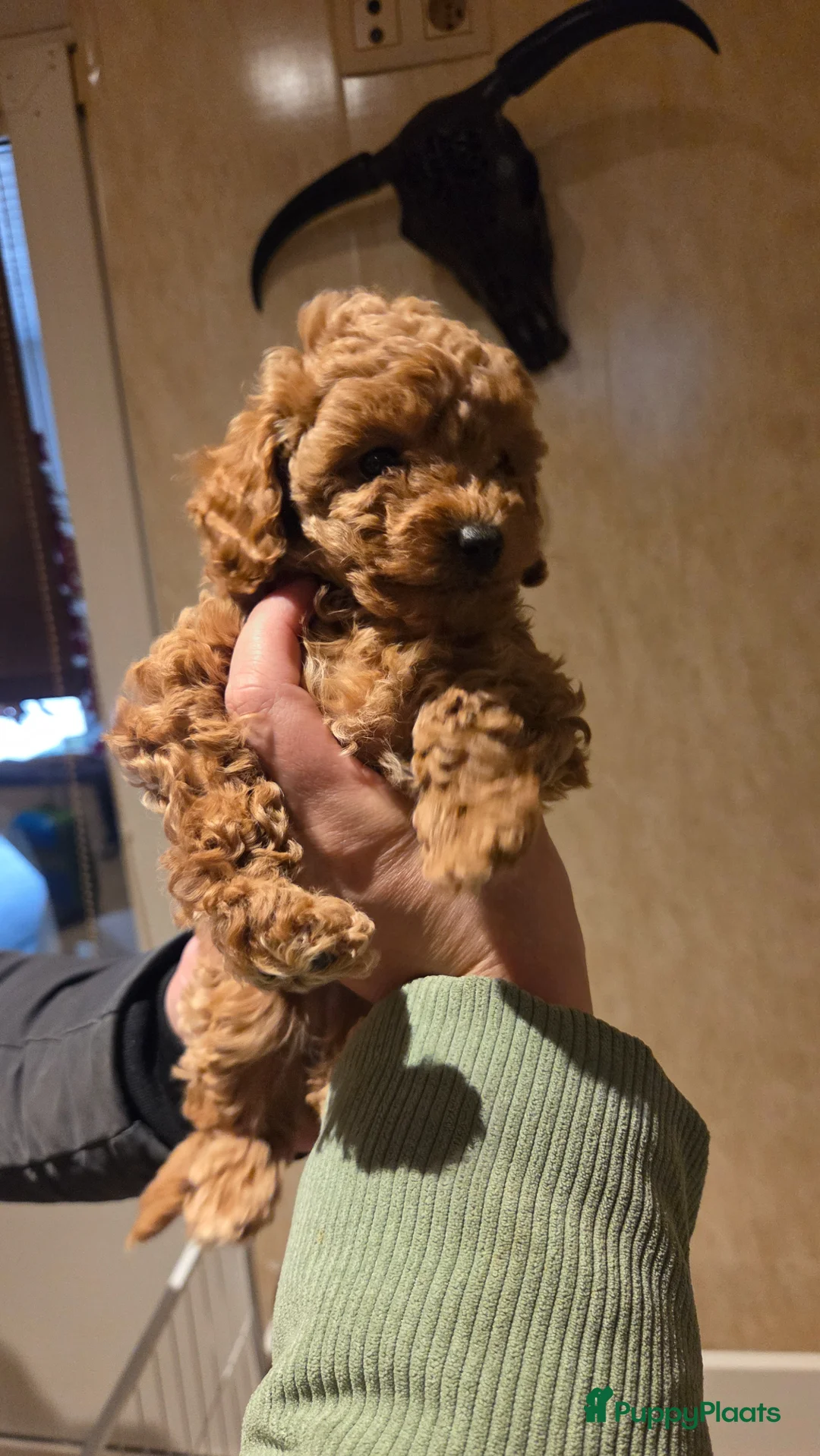 Poedel Toy honden te koop: Toypoedel pups - Advertentie 1