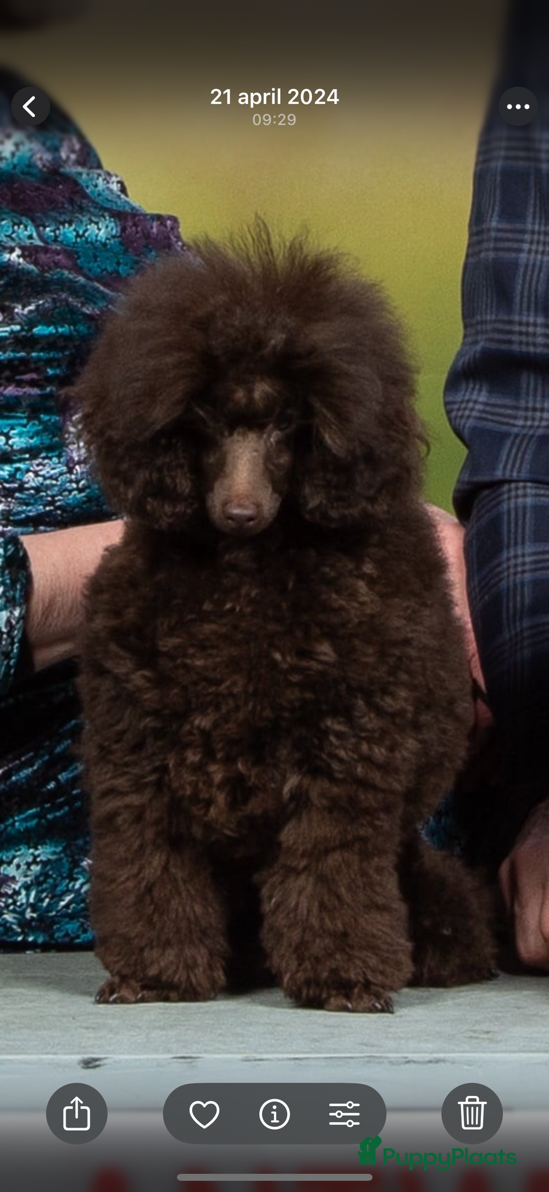 Dwergpoedel honden te koop: Dwerg poedel pup met stamboom (fci) - Advertentie 7