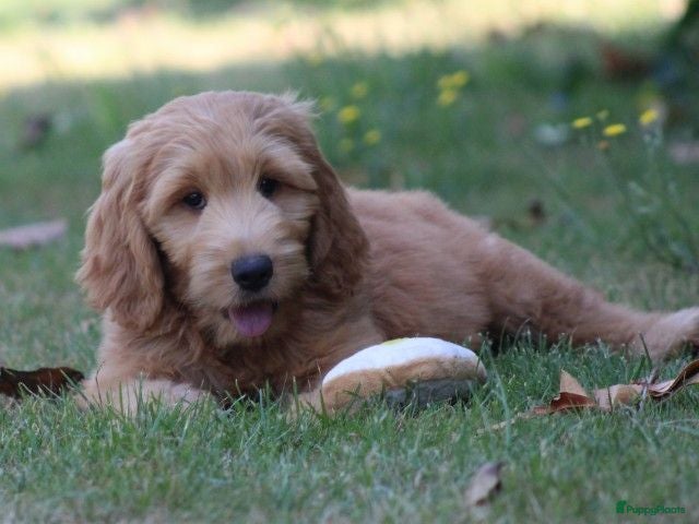 Goldendoodle honden Goldendoodle Pups - Advertentie 1