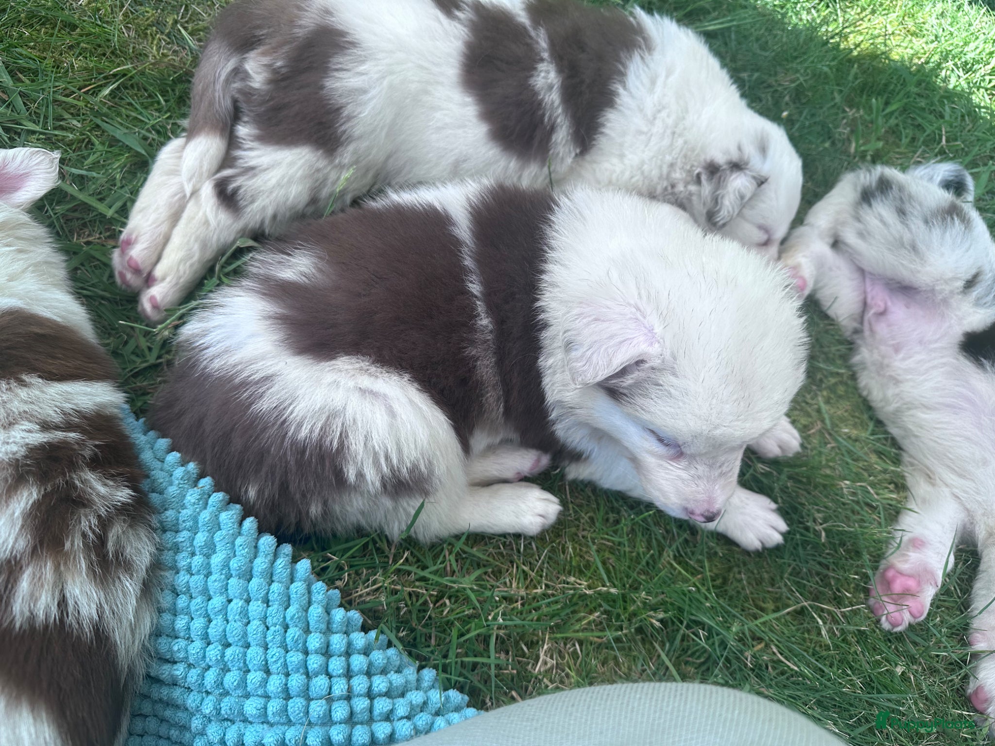 Border Collie honden te koop: Mooie speciale lieve Merle puppies - Advertentie 12