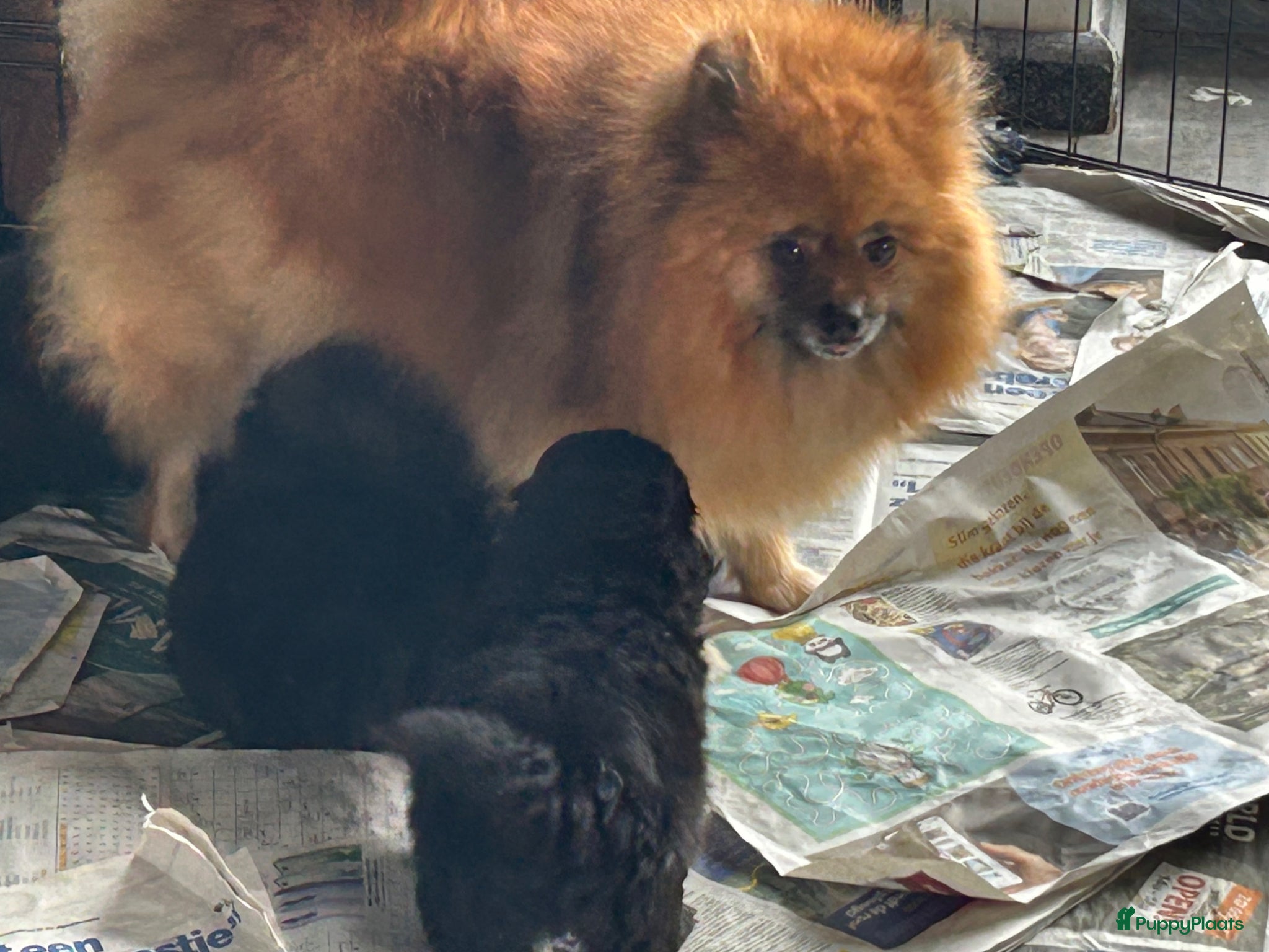 Kruising honden Pomapoo reutjes en 1 teefje  - Advertentie 16