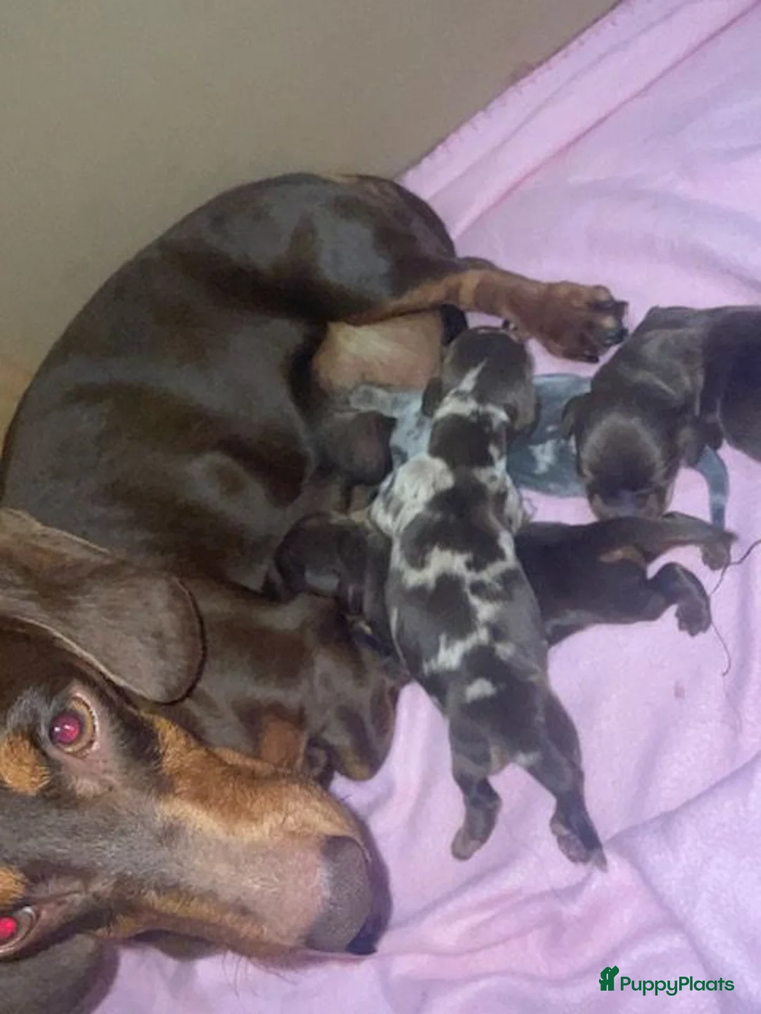 Teckel (korthaar)  honden te koop: Dwergtecek-pups korthaar - Advertentie 1