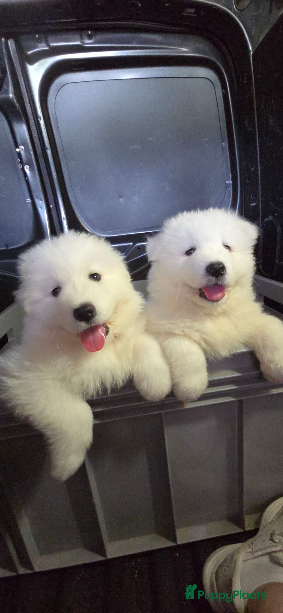 Samojeed honden Samojeed puppys zoeken hun gouden mandje 🐾 - Advertentie 2
