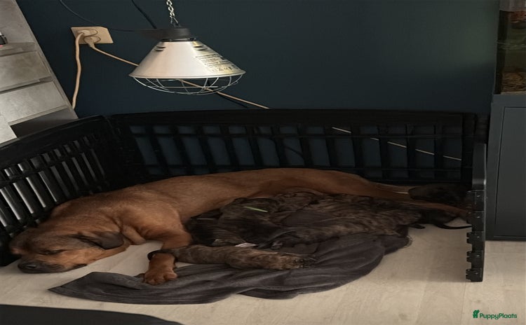 Kruising honden - Advertentie 6