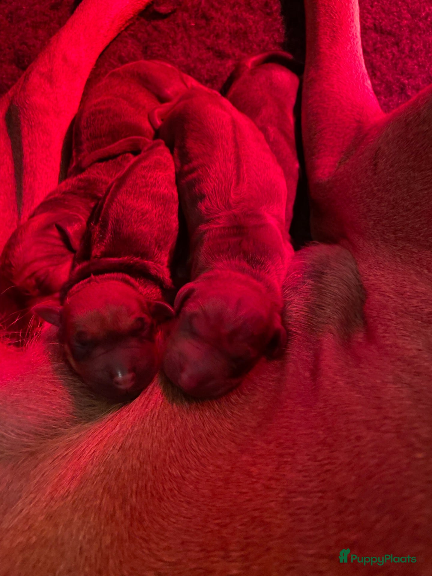 Rhodesian Ridgeback honden Rhodesian Ridgebacks puppy’s  - Advertentie 1