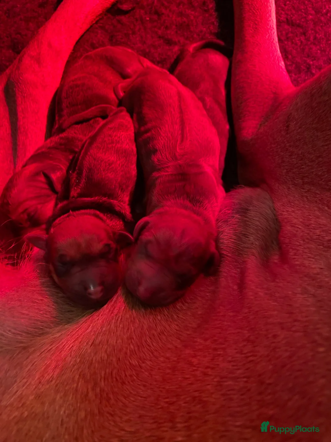 Rhodesian Ridgeback honden te koop: Rhodesian Ridgebacks puppy’s  - Advertentie 1