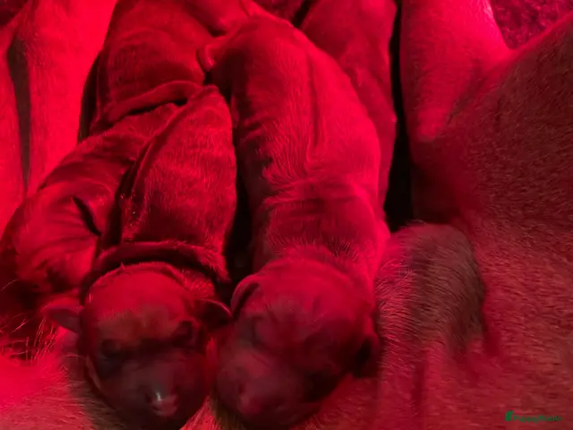 Rhodesian Ridgeback honden Rhodesian Ridgebacks puppy’s - Advertentie 1