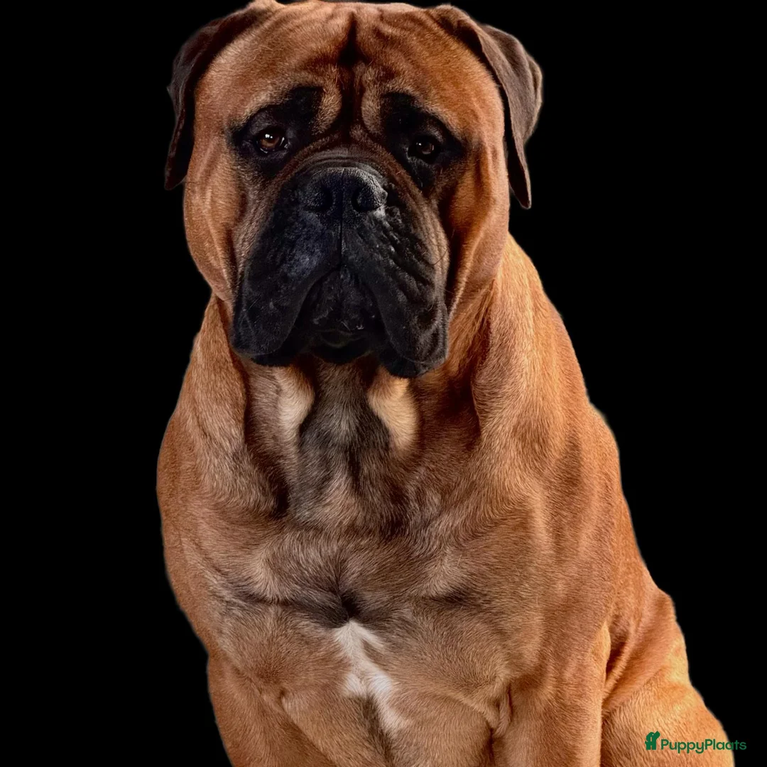Bullmastiff honden te koop: Bullmastiff  - Advertentie 4
