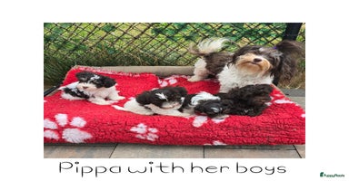 Havanezer honden - Advertentie 3