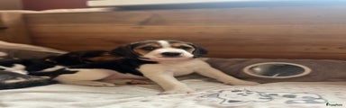 Beagle Puppy 3