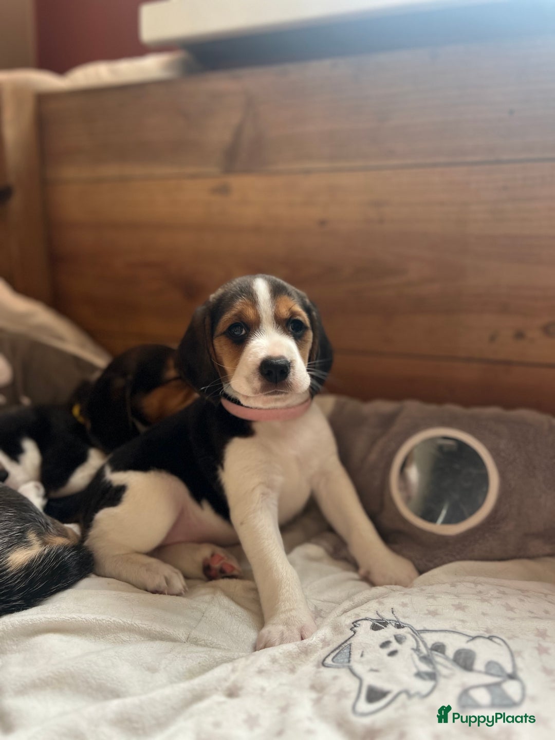Beagle honden te koop: Vier lieve Beagle puppy’s  - Advertentie 4