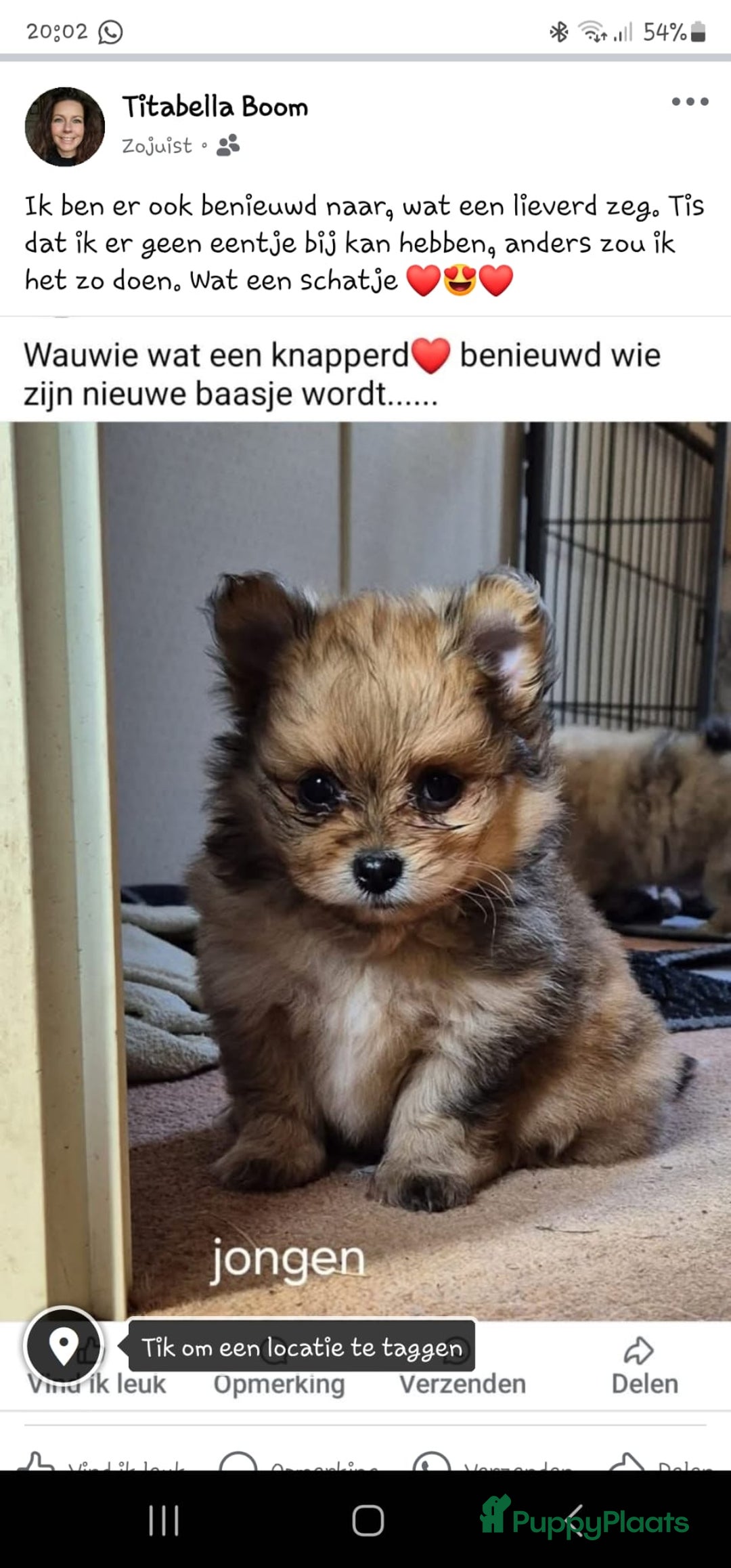 Pomeriaan honden te koop: Pomeriaan Pups - Afbeelding 1