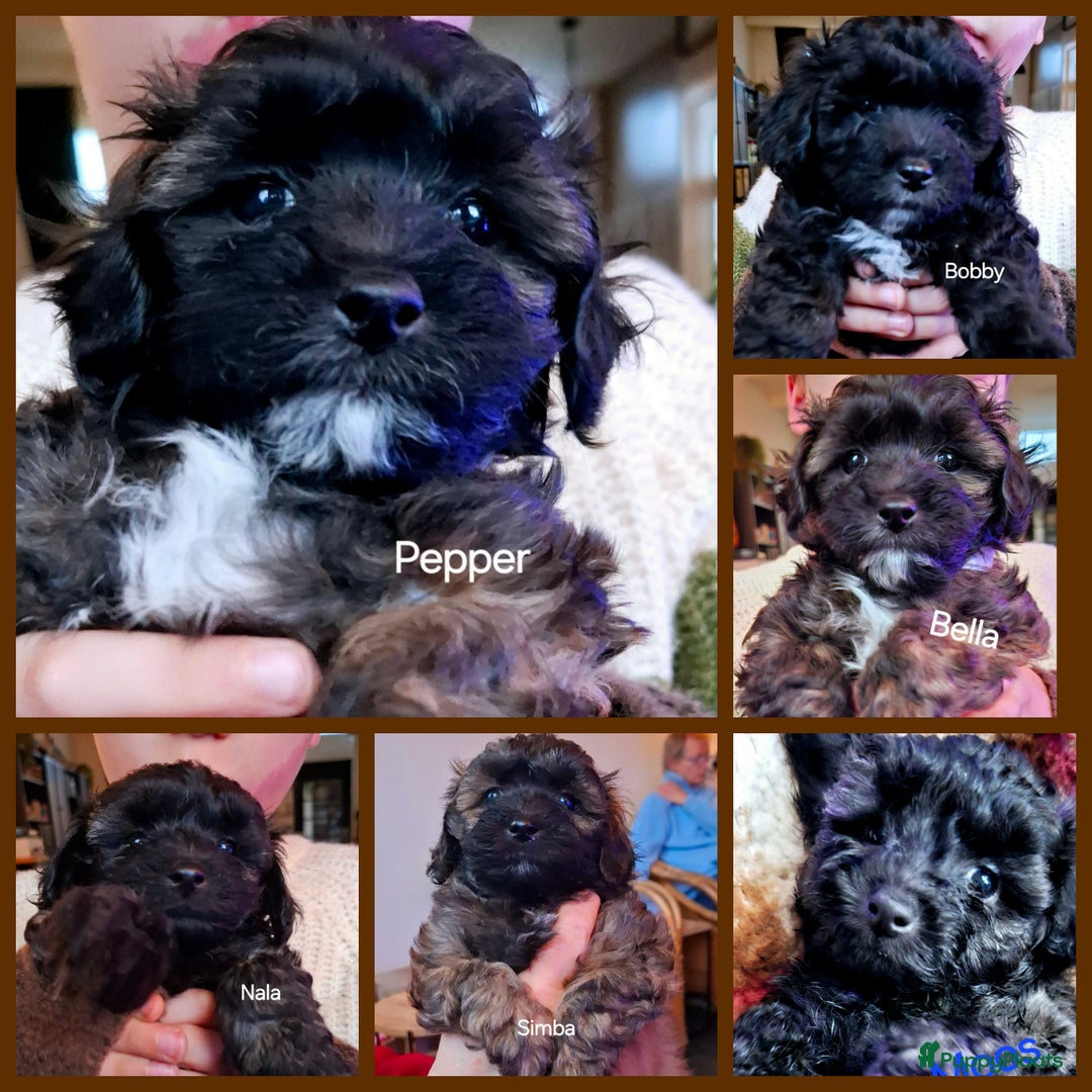 Maltipoo honden te koop: Maltipoo - Advertentie 2