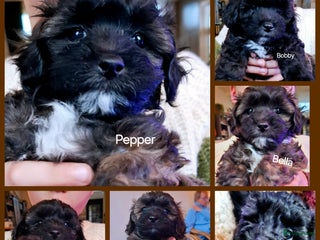 Maltipoo honden Maltipoo - Advertentie 1