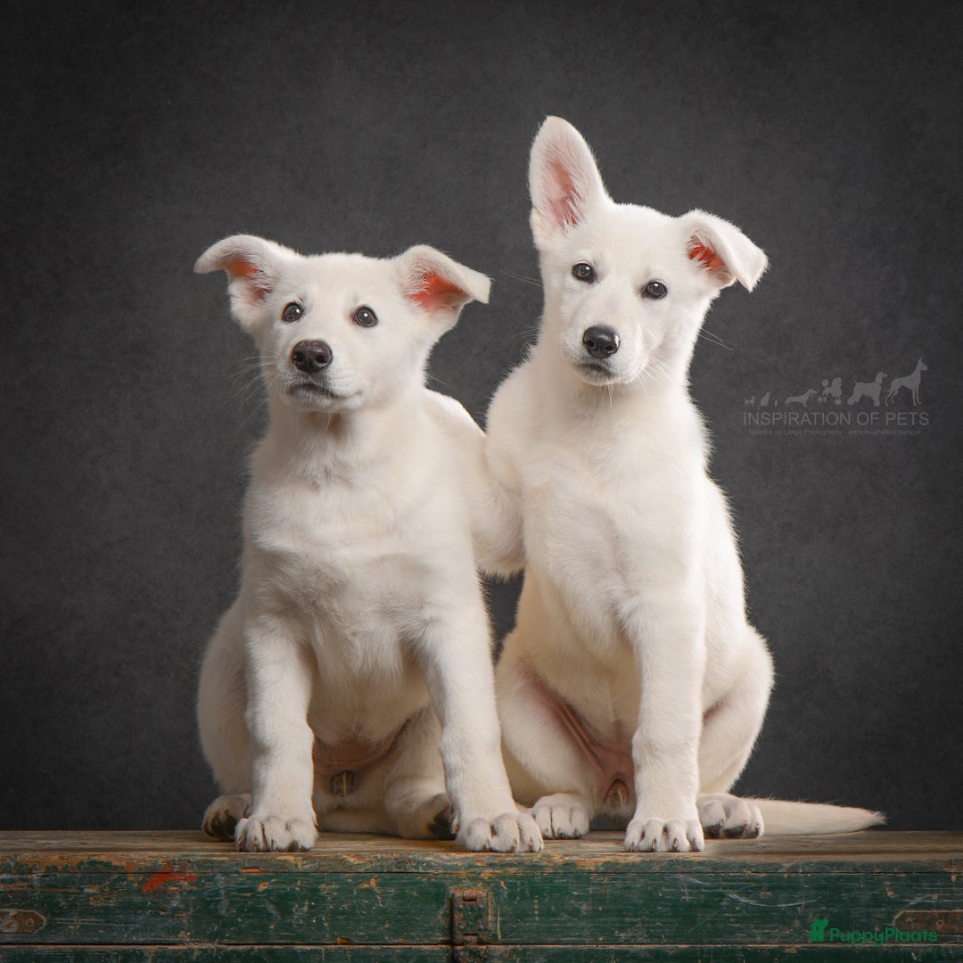 Zwitserse Witte Herdershond honden te koop: Zwitserse Witte Herder pups verwacht in februari - Advertentie 4