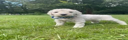 Labradoodle honden te koop: Prachtige medium labradoodle pups te koop in Breda - Advertentie 12